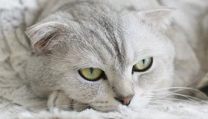 完美对战平台下载-有争议吗？C罗与队友投诉达马克禁区内手球，裁判没有给点球