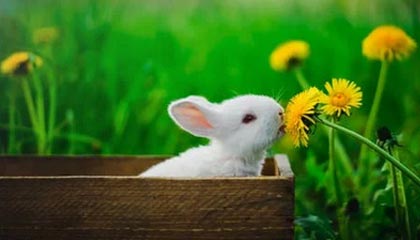 完美对战平台下载-有争议吗?C罗与队友投诉达马克禁区内手球,裁判没有给点球